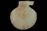 藏品(海扇蛤)的圖片